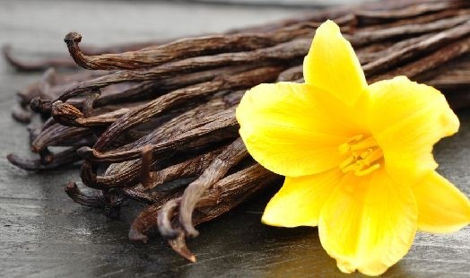 Fèves de vanille et fleur jaune
